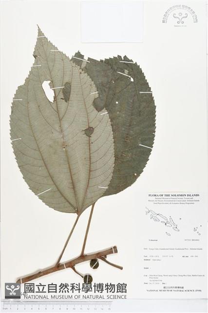 登錄號:BS04846藏品圖，第1張