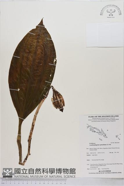 登錄號:BS03846藏品圖，第1張