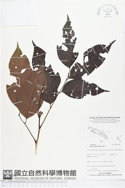 印度紫檀、青龍木藏品圖，第1張