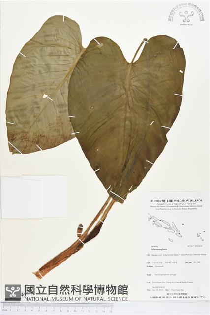 登錄號:BS04046藏品圖，第1張