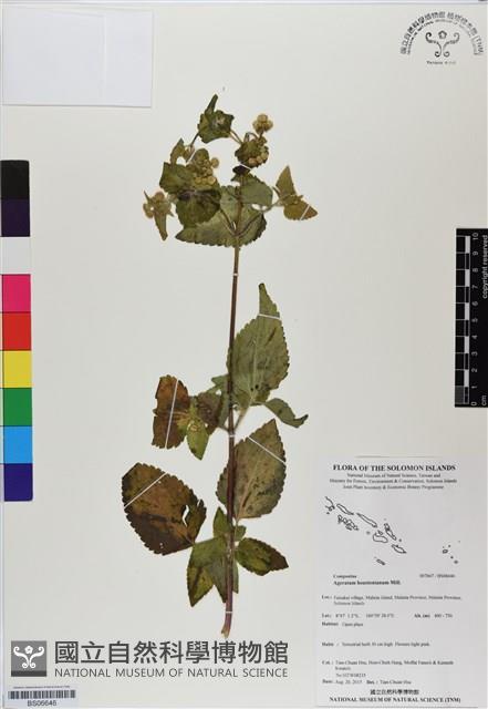 紫花霍香薊藏品圖，第1張