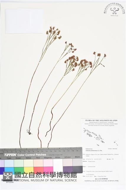 分枝莎草蕨藏品圖，第1張
