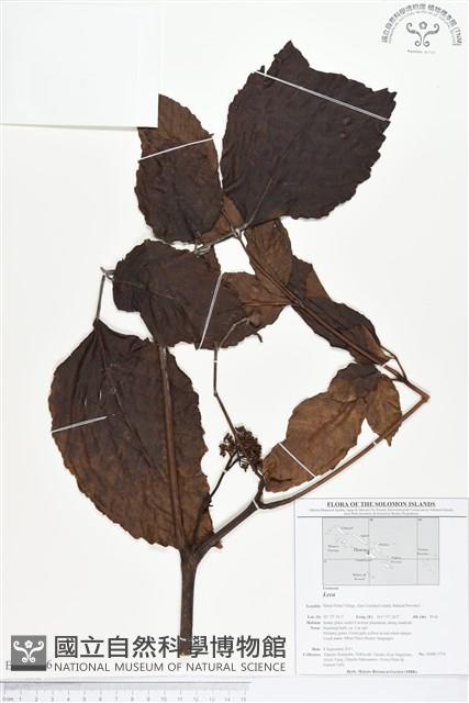 登錄號:BS01646藏品圖，第1張