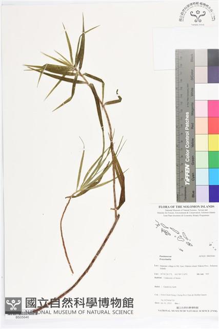 登錄號:BS05646藏品圖，第1張