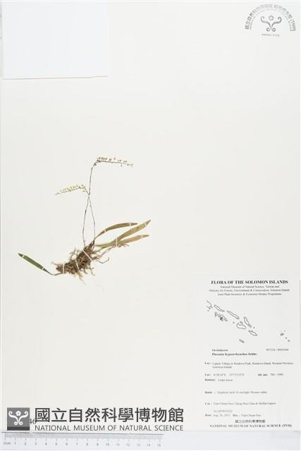 登錄號:BS03646藏品圖，第1張