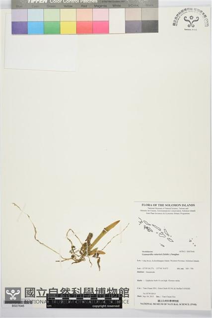 登錄號:BS07646藏品圖，第1張