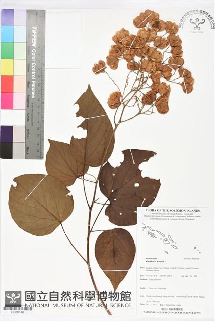 克蘭樹藏品圖，第1張