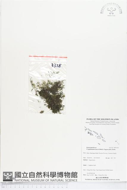 柯氏假脈蕨、假脈蕨藏品圖，第1張