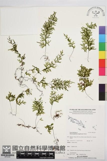 登錄號:BP02446藏品圖，第1張