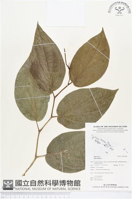 荖藤、荖葉藏品圖，第1張