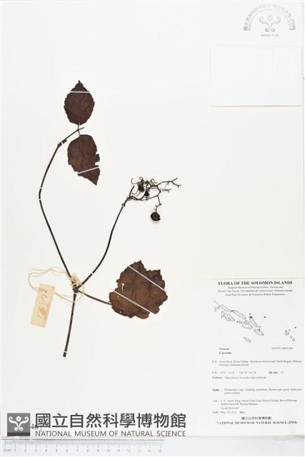 登錄號:BS05446藏品圖，第1張