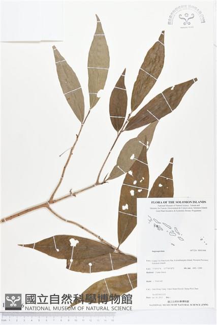 登錄號:BS03446藏品圖，第1張