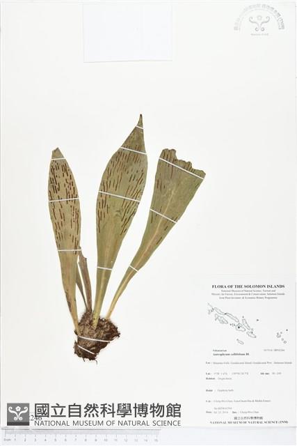 水芋葉車前、美葉車前蕨藏品圖，第1張