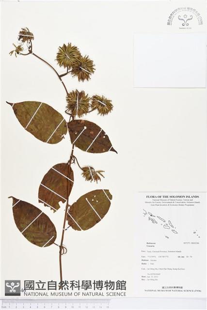 登錄號:BS03246藏品圖，第1張