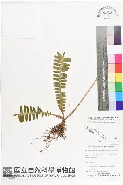 登錄號:BS07246藏品圖，第1張