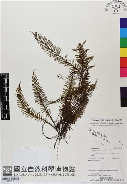 細葉蒿蕨藏品圖，第1張