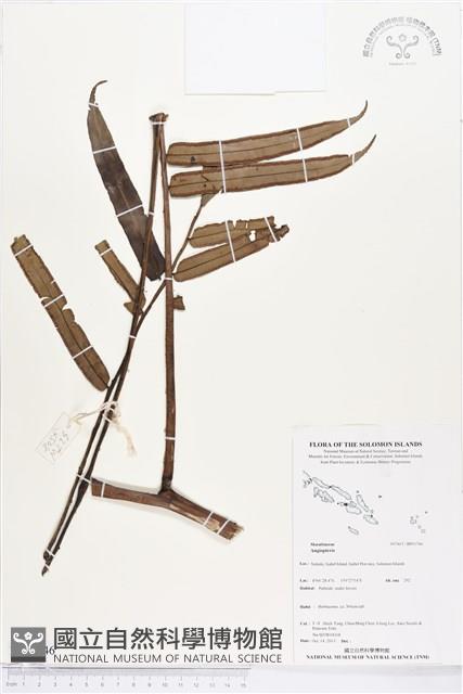 登錄號:BP01746藏品圖，第1張