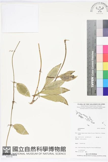 登錄號:BS05746藏品圖，第1張