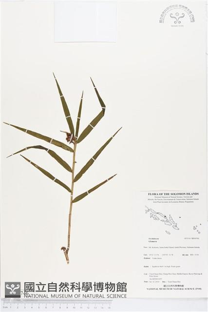 登錄號:BS04746藏品圖，第1張