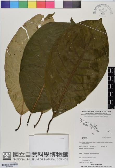 登錄號:BS06546藏品圖，第1張