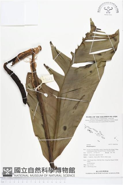 登錄號:BS02546藏品圖，第1張