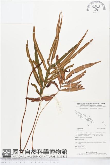 登錄號:BP00546藏品圖，第1張