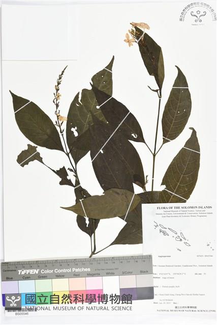 登錄號:BS05546藏品圖，第1張