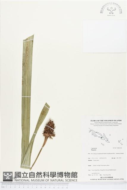 登錄號:BS04546藏品圖，第1張