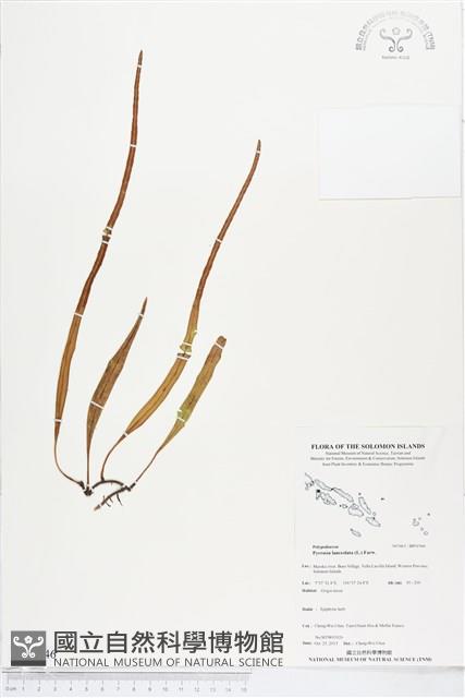 抱樹石葦藏品圖，第1張