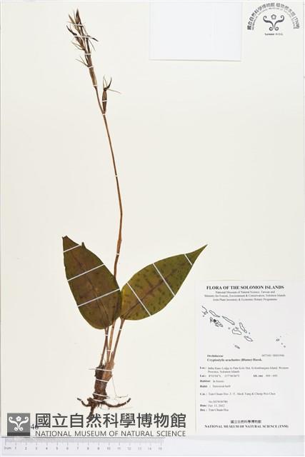 滿綠隱柱蘭、美唇隱柱蘭藏品圖，第1張