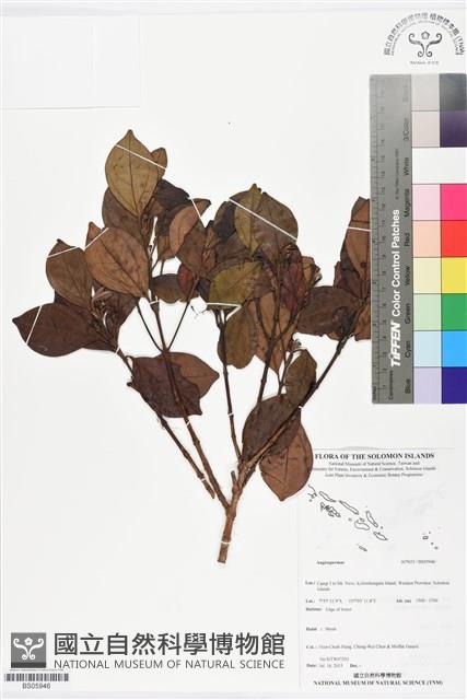 登錄號:BS05946藏品圖，第1張
