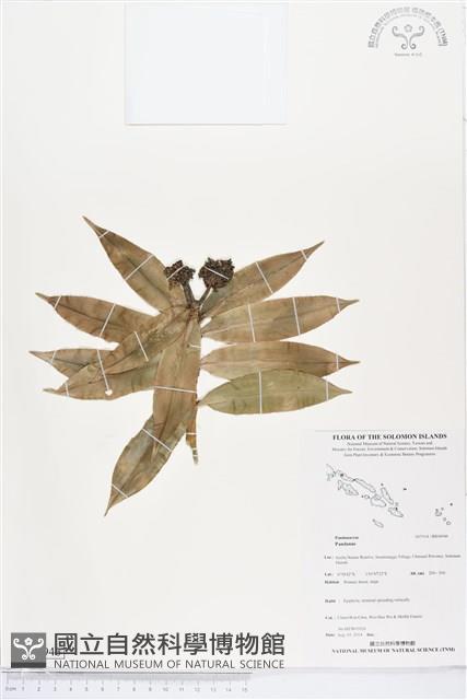 登錄號:BS04946藏品圖，第1張