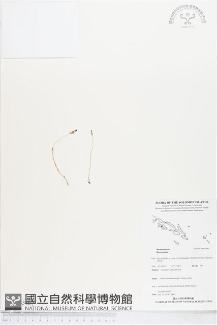 登錄號:BS05346藏品圖，第1張