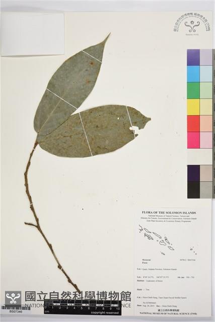 登錄號:BS07346藏品圖，第1張