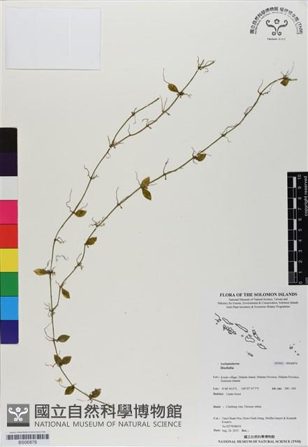 登錄號:BS06876藏品圖，第1張