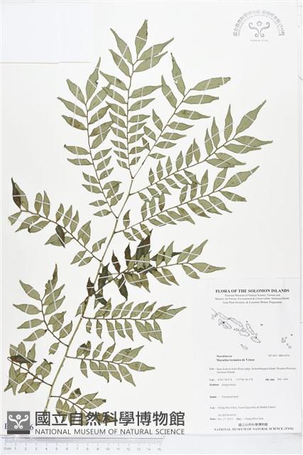 登錄號:BP01876藏品圖，第1張