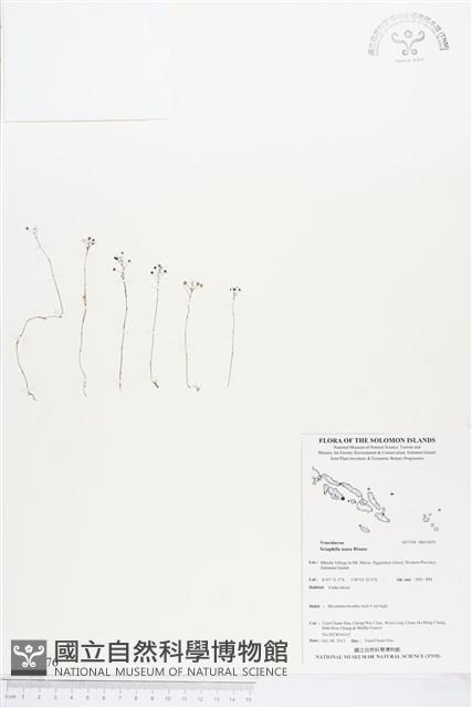 登錄號:BS03876藏品圖，第1張