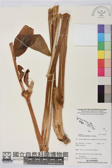 蒟蒻薯藏品圖，第1張