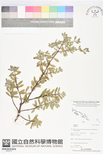 登錄號:BS06076藏品圖，第1張