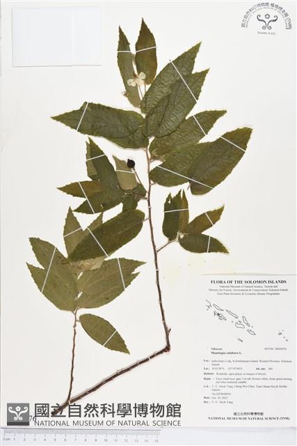 西印度櫻桃藏品圖，第1張