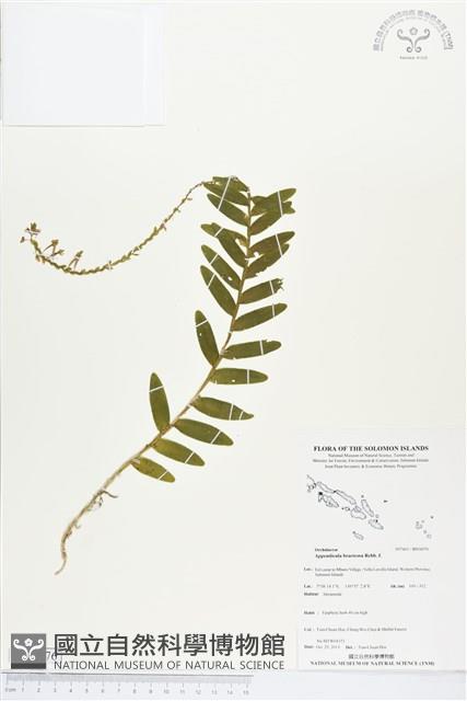 登錄號:BS04076藏品圖，第1張