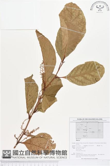 登錄號:BS01676藏品圖，第1張