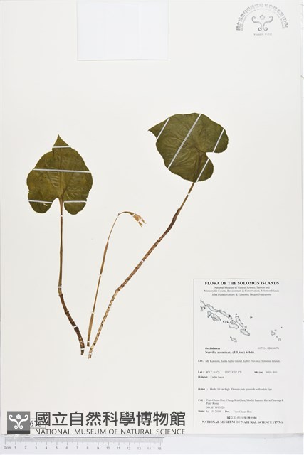 登錄號:BS04676藏品圖，第1張