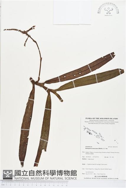 登錄號:BS03676藏品圖，第1張