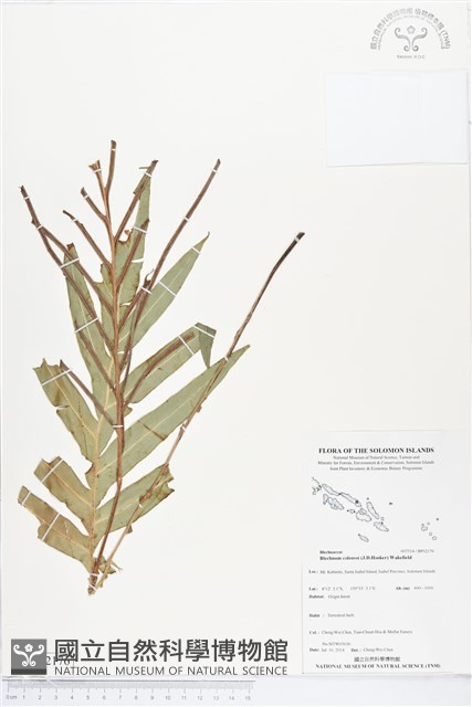 登錄號:BP02176藏品圖，第1張