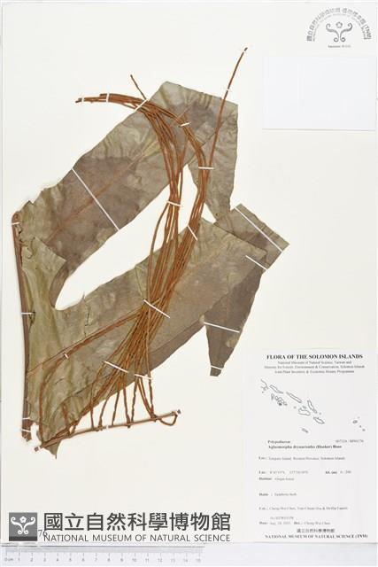 登錄號:BP01176藏品圖，第1張