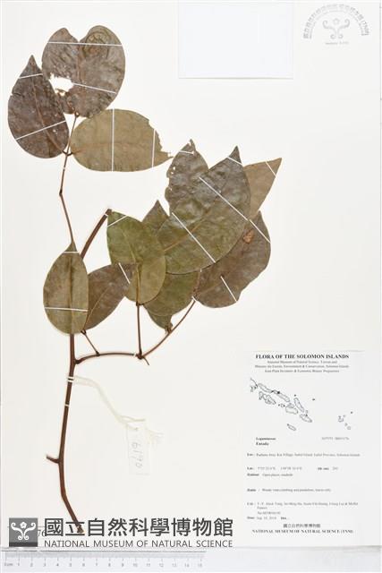 登錄號:BS05176藏品圖，第1張
