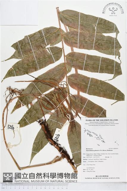 登錄號:BP00476藏品圖，第1張