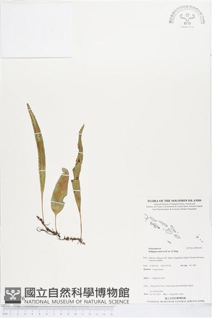 登錄號:BP01476藏品圖，第1張