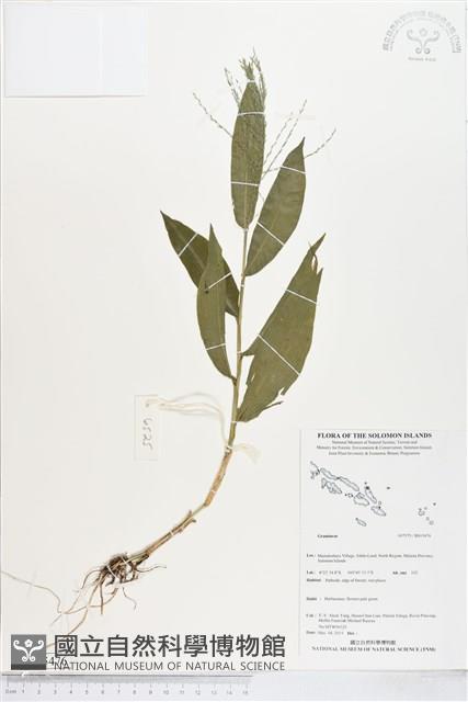 登錄號:BS05476藏品圖，第1張